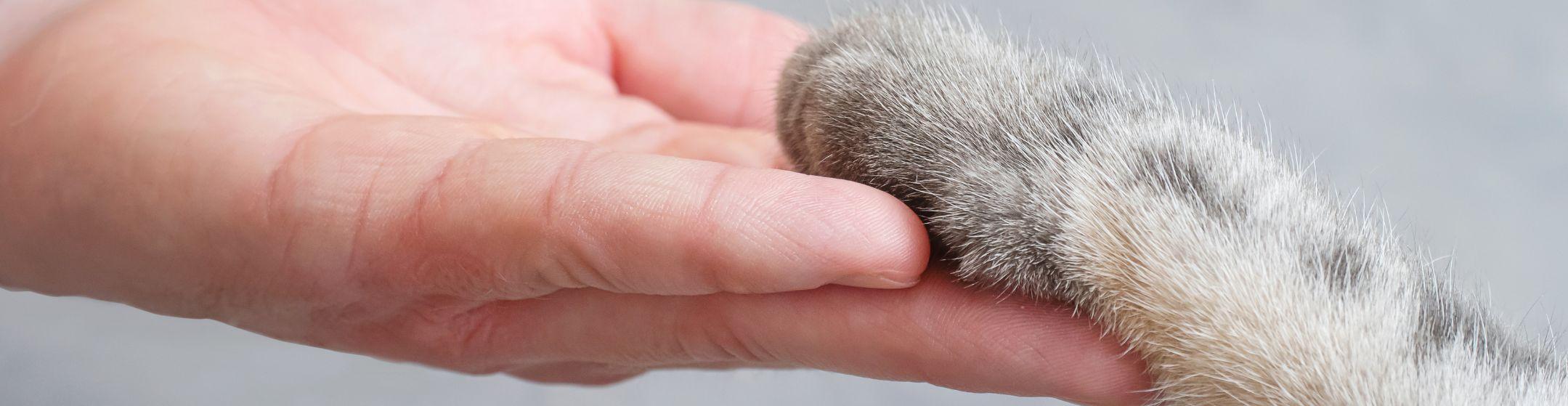 Pet Memorial Diamonds
